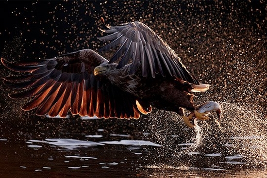 A white-tailed eagle snatches a fish from the water. Droplets of water glisten in the sun behind the bird and its prey.