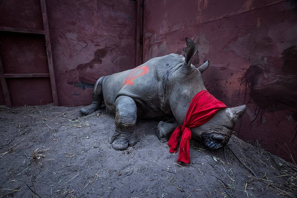 Neil Aldridge’s Conservation Photography Techniques: A blindfolded young rhino lies on the dirt floor of a metal-walled enclosure.