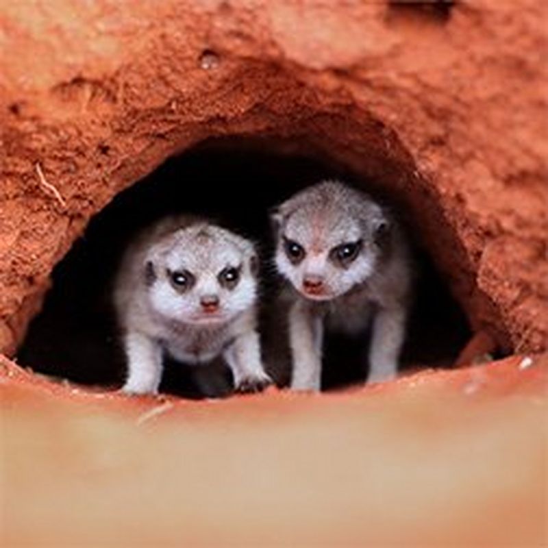 Two baby meerkats peering out from a hole in the desert. Photo by Marina Cano.