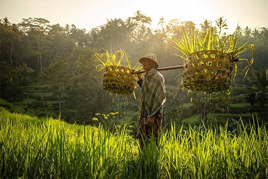 A rice farmer holds a basket across his shoulders in paddy fields in Indonesia. Taken by Joel Santos.