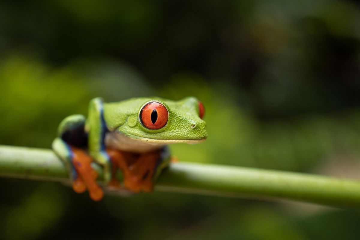 A close-up of a red-eyed tree frog in Costa Rica. Taken by Joel Santos.