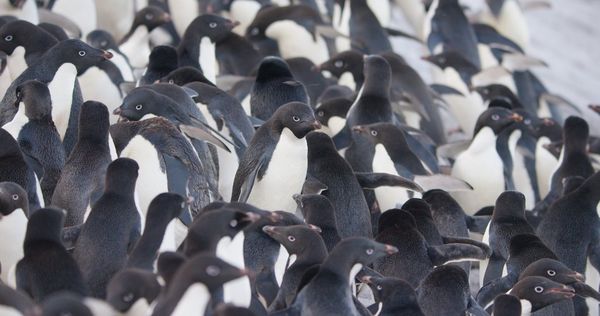 A cluster of penguins captured by Sophie Darlington in Antarctica.