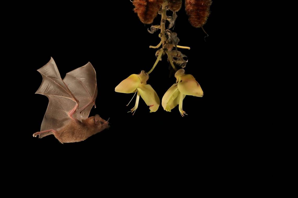 A nectar-eating bat approaches the liana woody vine and is photographed mid-flight. Photo by Christian Ziegler.