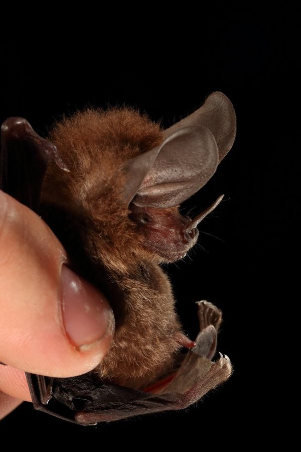 A tiny bat is held between a persons two fingers.