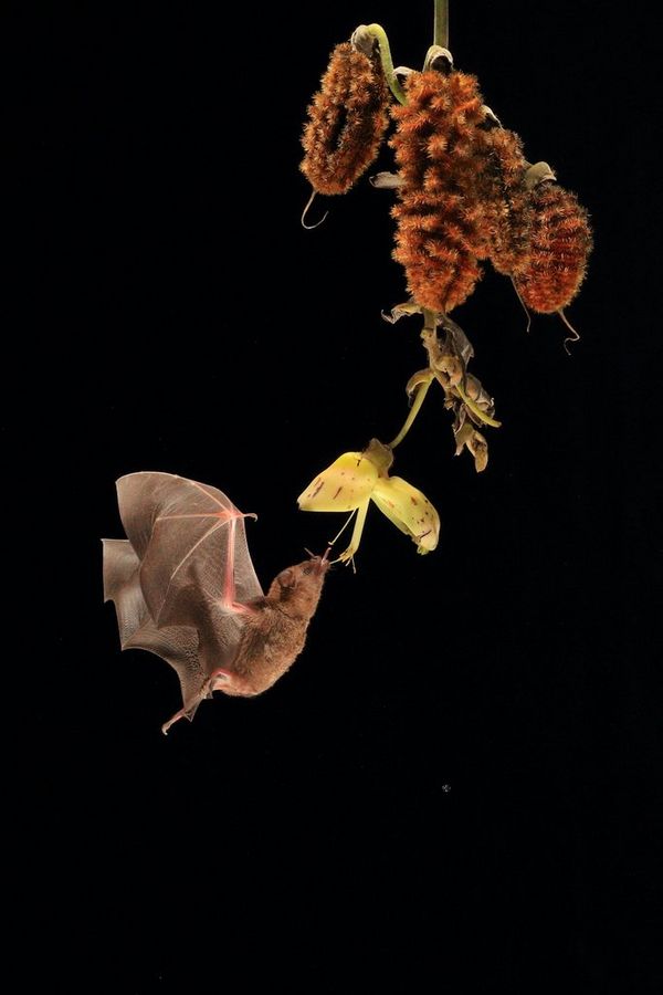 Like a hummingbird, a bat hovers in the air to feed from a flower.