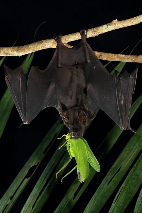 A bat feasts on a bright green cricket.