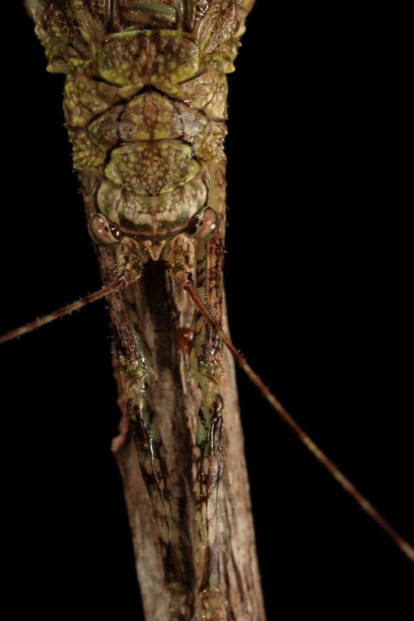 A close-up of a stick-like insect.
