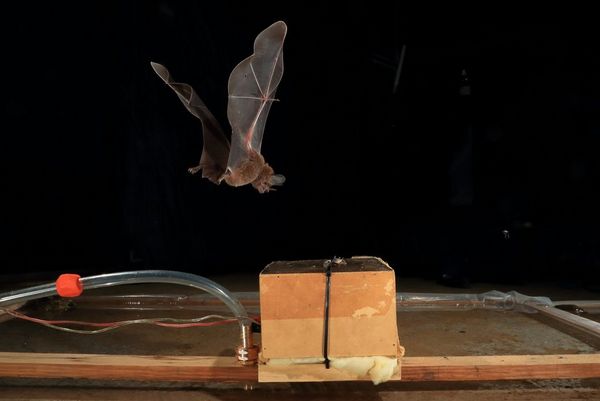 A bat flies towards a food lure on a table.