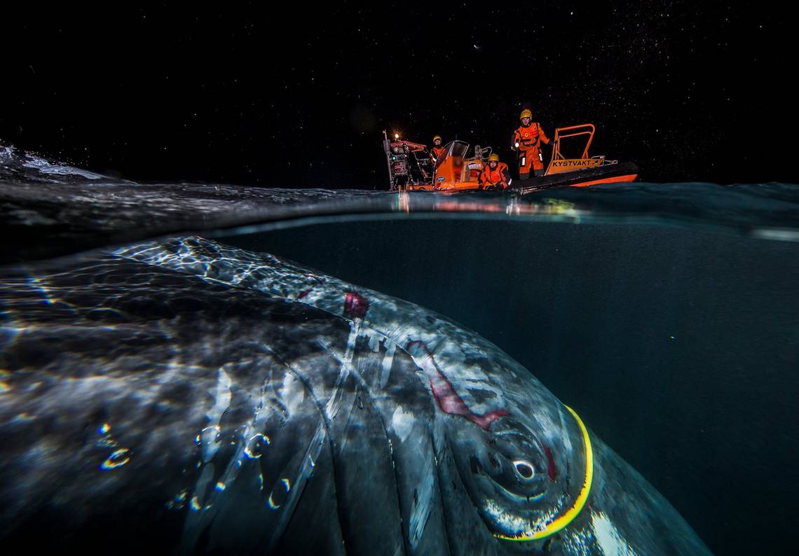 Below the water is a whale, caught in a yellow plastic cable, with cuts to its skin. Above the water, under a night sky filled with falling snowflakes, is an orange coastguard boat with rescuers on board.