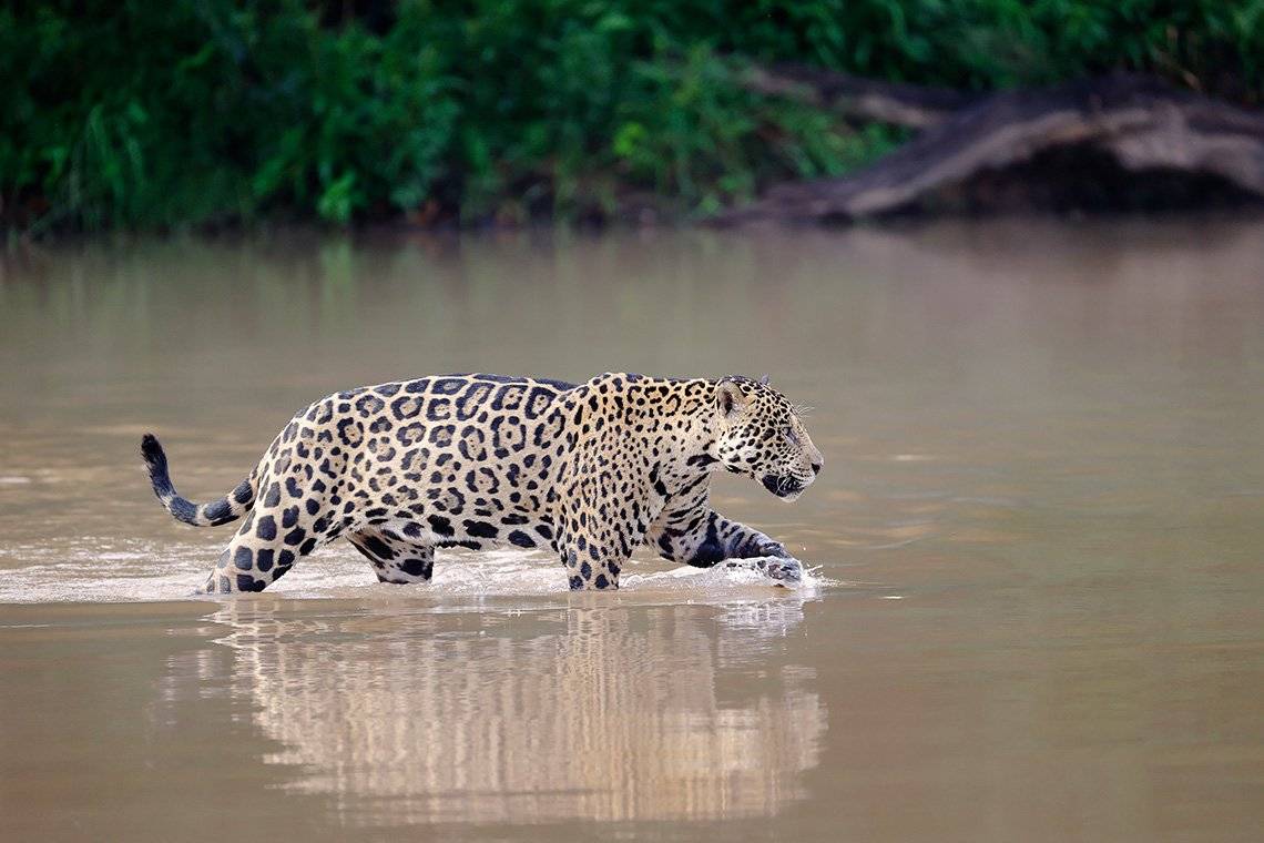A jaguar wades through the shallows of a river in Brazil's Pantanal wetlands. Taken by Thorsten Milse on a Canon EOS-1D X Mark III.