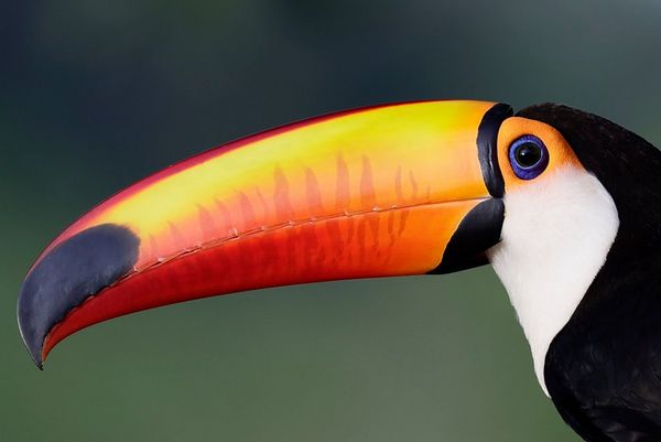 A profile shot of a toucan shows off its brightly-coloured orange and yellow curved beak. Taken by Thorsten Milse.