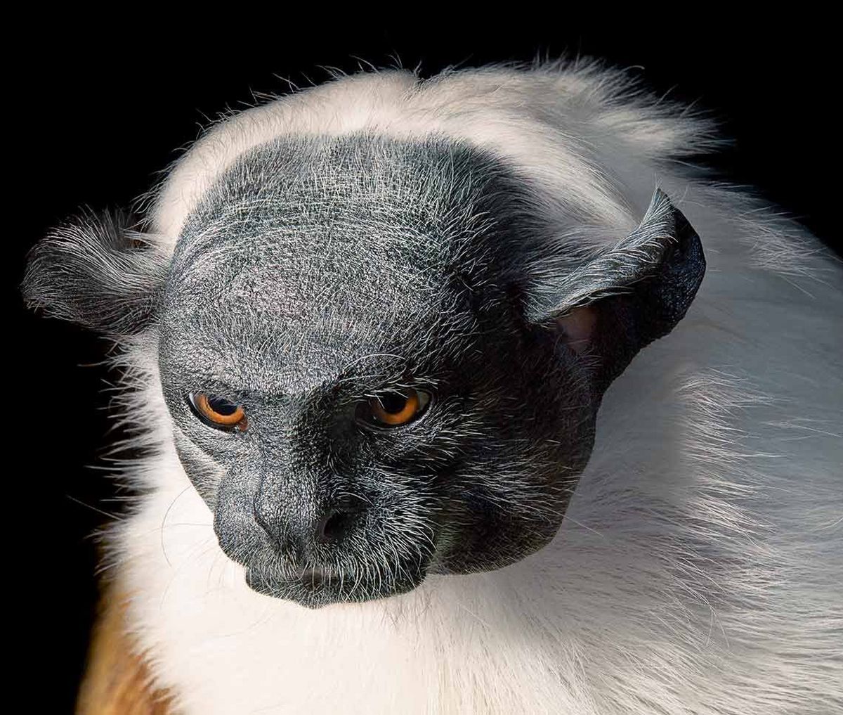 Tim Flach's intimate portraits of endangered animals - Canon Ireland