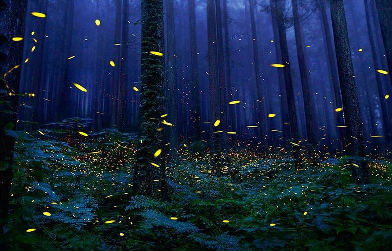 Лес светлячков фото Pin auf Лето/ Summer