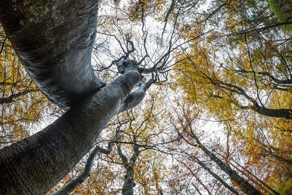 A view of overarching trees shot from below. The fisheye lens has made the trunks appear to curve and bend. Taken by Theo Bosboom.