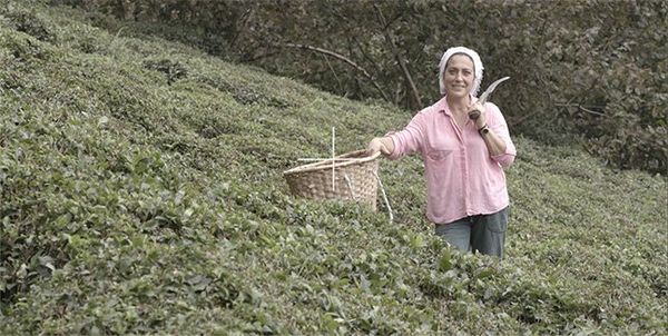 A woman stands in a hillside plantation with a large knife and a wicker basket.