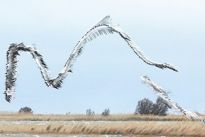 Xavi Bou's birds in flight with a graphical twist