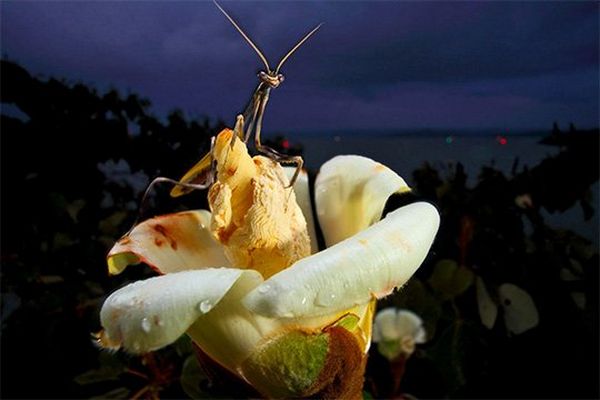 A praying mantis perches on the raised centre of a large white tropical flower.