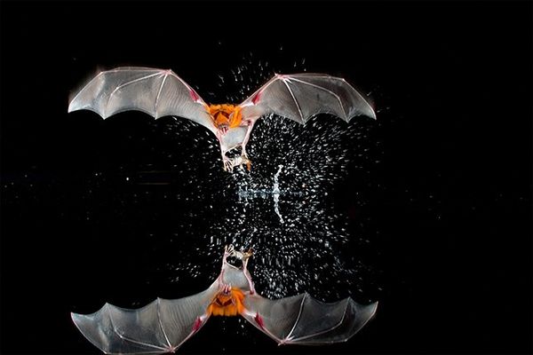 A bat with a red head hits the surface of water, causing a splash.