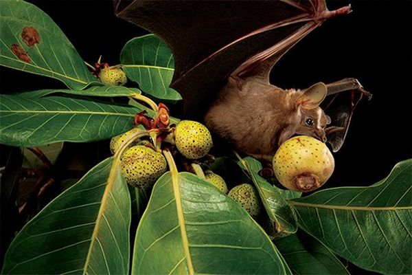 A fruit bat hangs off a fruit tree, its mouth wide open as it eats a pear-like fruit. 