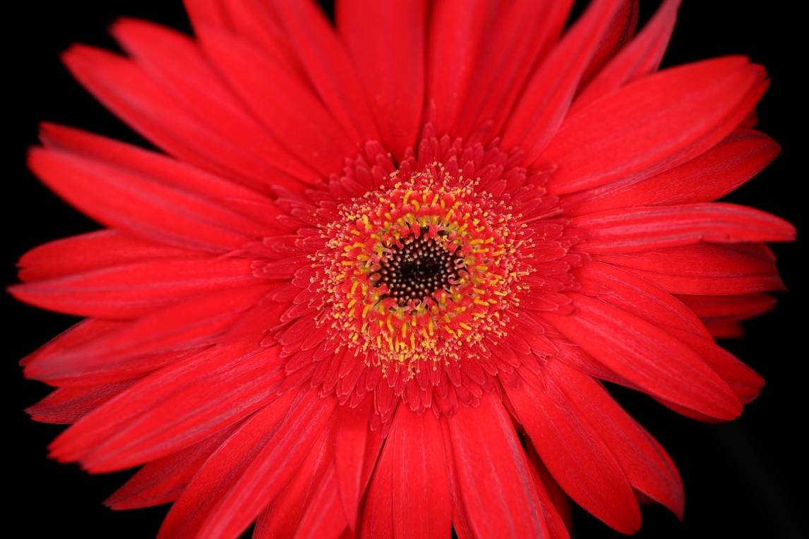 Close up of a red flower shot on Canon EOS R & RF 35mm f/1.8 IS Macro STM