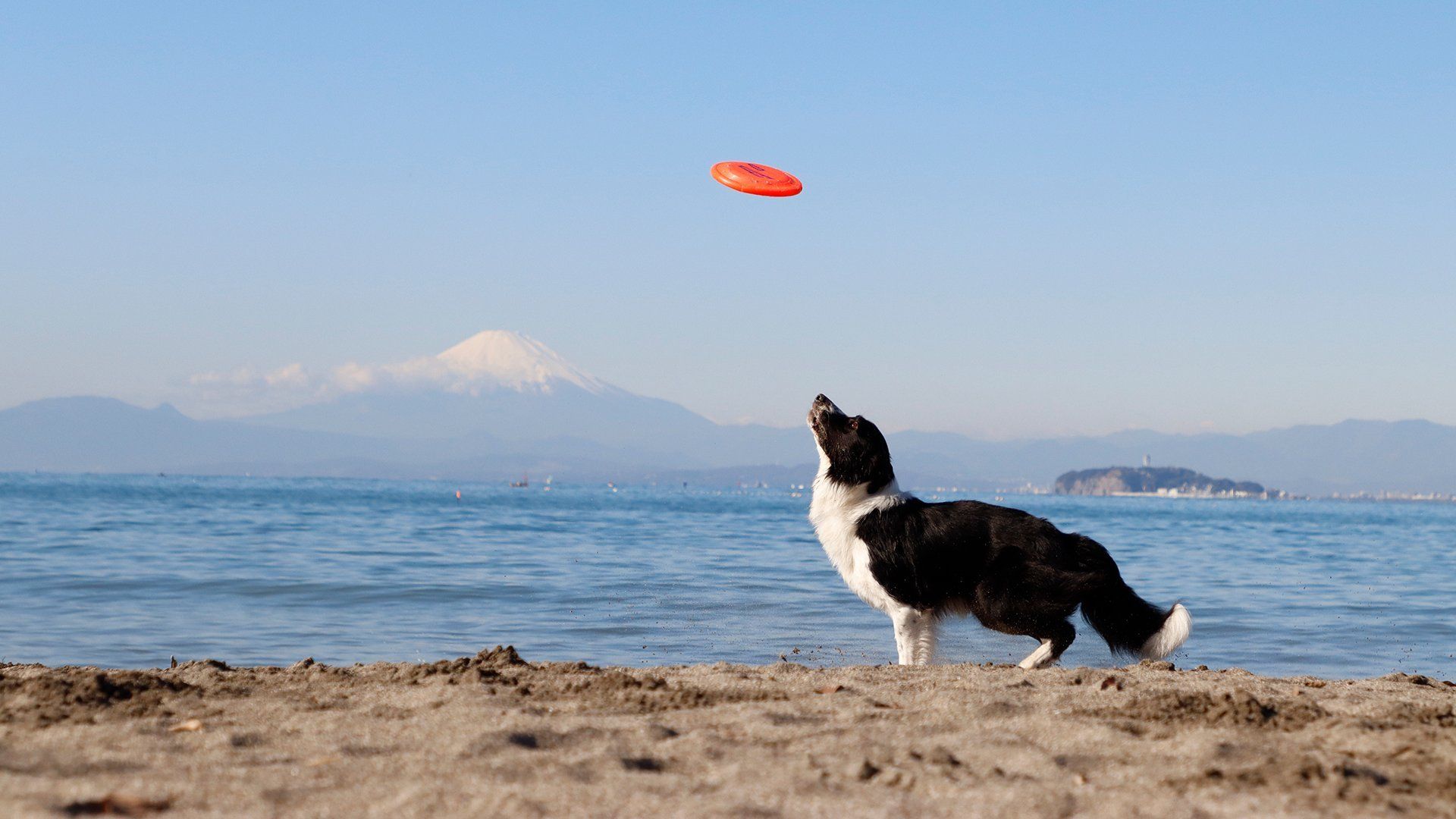 Dog about to jump for an orange Frisbee