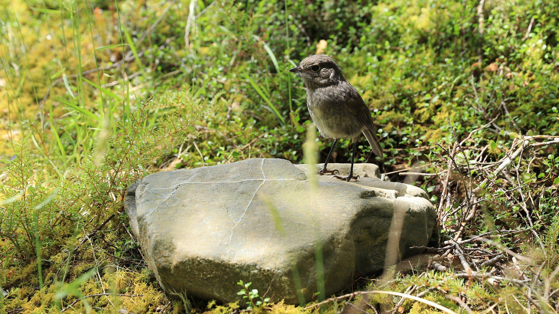 Image of a bird stood on a rock and taken with the Canon EOS 850D