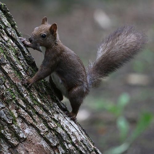 Squirrel frozen in motion wildlife