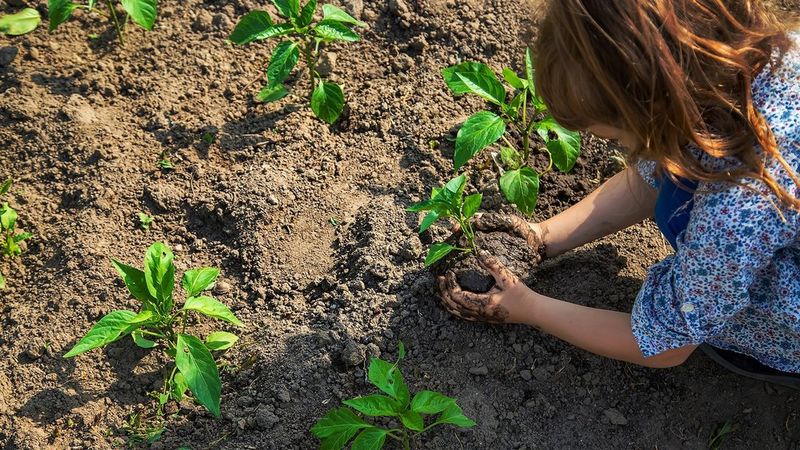 A girl putting a plant bulb into the soil