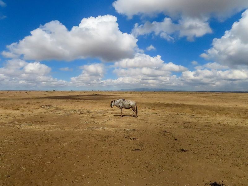 Fotografie a unui gnu pe câmpia Parcului Naţional Nairobi, Kenya.