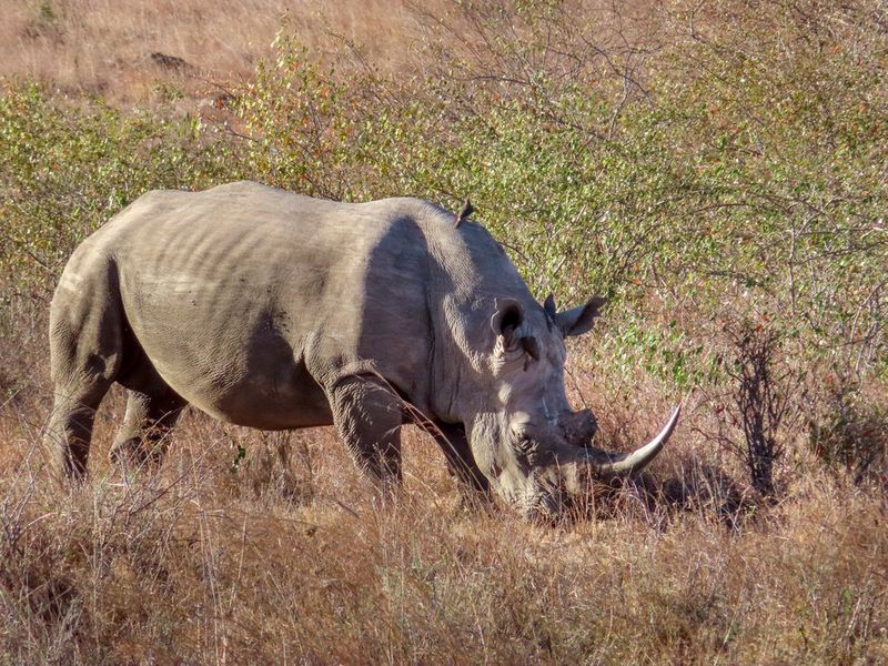 O fotografie în prim-plan a unui rinocer care paşte în Parcul Naţional Nairobi.