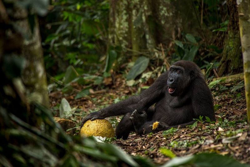 A shot of young western lowland gorilla