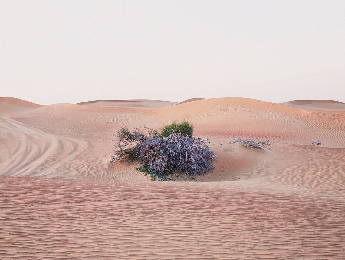 A desert bush photographed near to Dubai, UAE, made an attractive photograph for photographer Felicity McCabe as the flat sky made it feel like a studio background.
