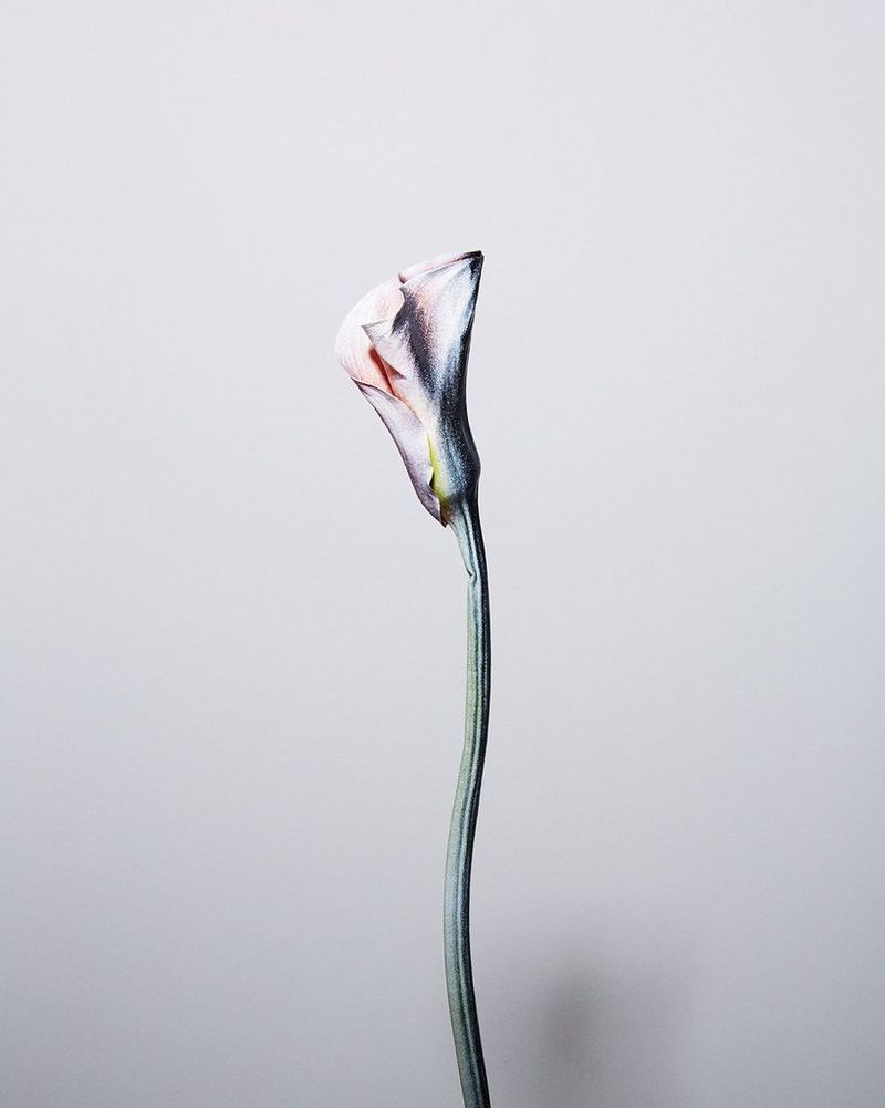 Felicity McCabe – Getty Images – women in photography – still life ...