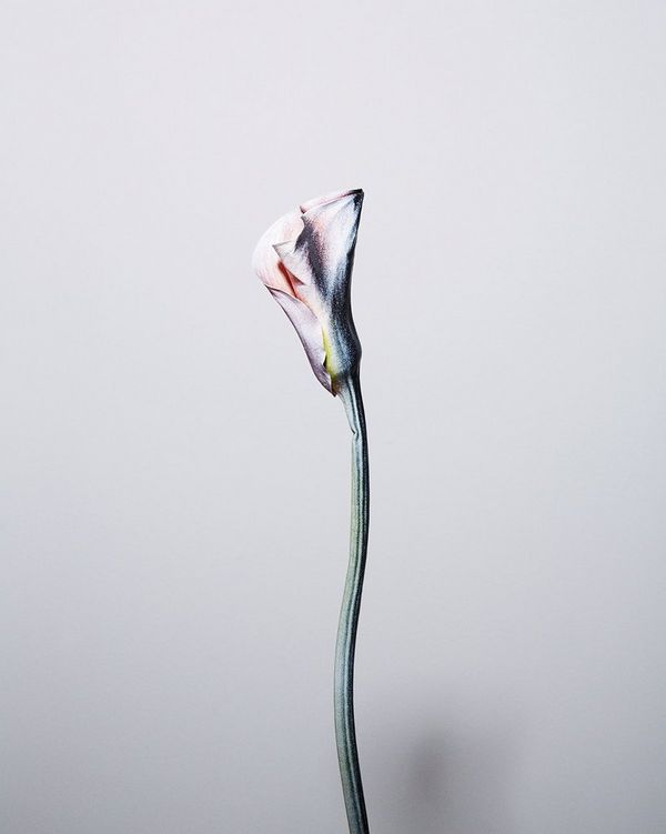 A spray-painted Calla Lily from Felicity McCabe’s Remain[s] series reimagines the lost vibrancy of fading cut flowers and leaves, and explores the fleeting nature of time.