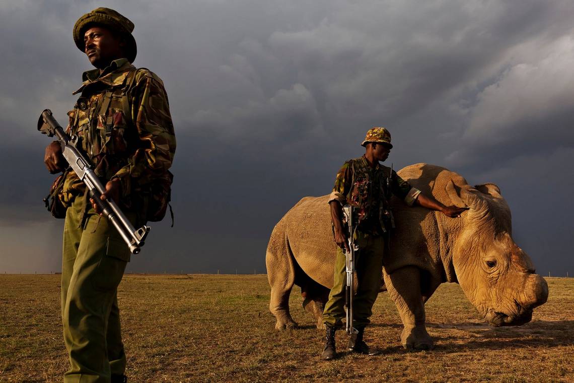 An anti-poaching team permanently guards a Northern White Rhino, who has had its horn partially cut off. With only eight remaining, it is one of the most endangered species in the world. 