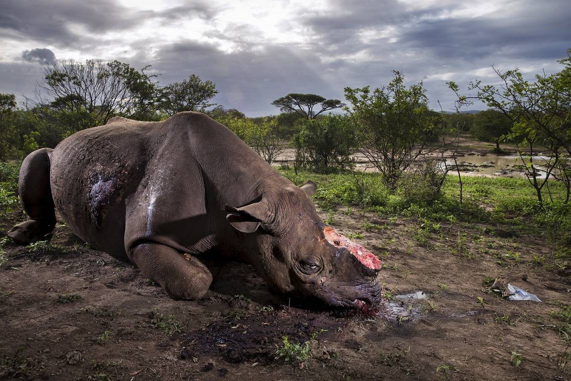 Canon Ambassador Brent Stirton’s ‘Memorial to a Species’ – a slain black rhino with its sawn-off horns in Hluluwe-Imfolozi Park game reserve. Shot on a Canon EOS-1D X with an EF 24-70mm f/2.8L II USM lens.