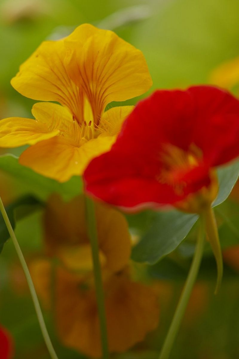 For macro shots of flowers, the team used an EF 100mm f/2.8L Macro IS USM. Shot on a Canon EOS 5D Mark IV with a Canon EF 100mm f/2.8L Macro IS USM lens.