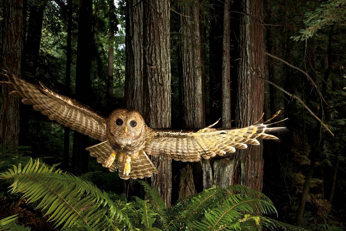 A Northern spotted owl in flight, shot by wildlife photographer Michael Nichols 