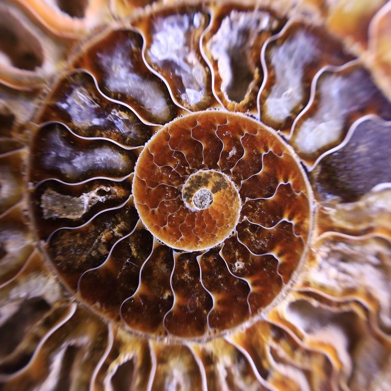Shot of an ammonite which was taken using the RF 24-105mm F4-7.1 IS STM
