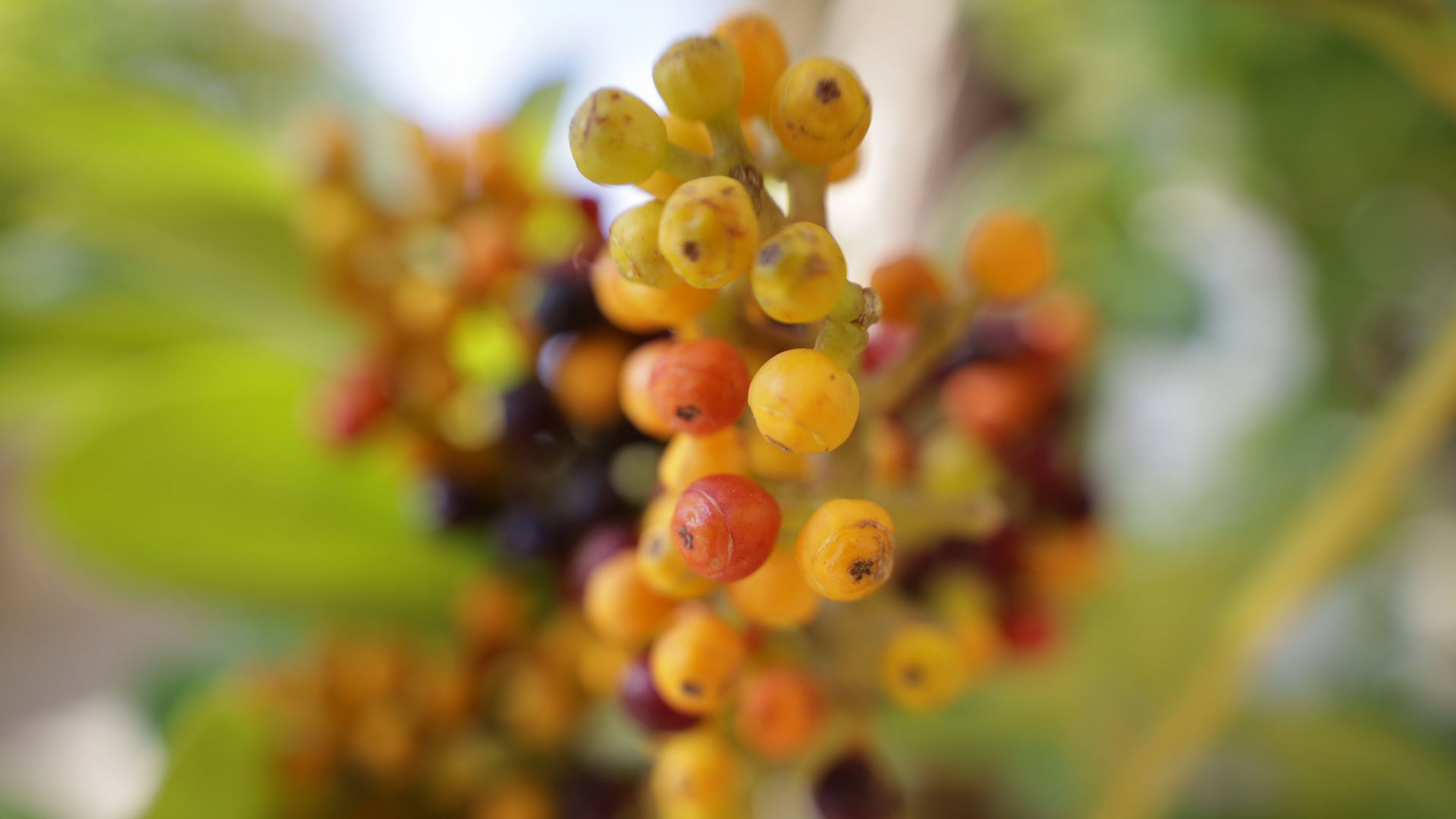 Shot on RF 24-105mm F4-7.1 IS STM of grapes and leaves