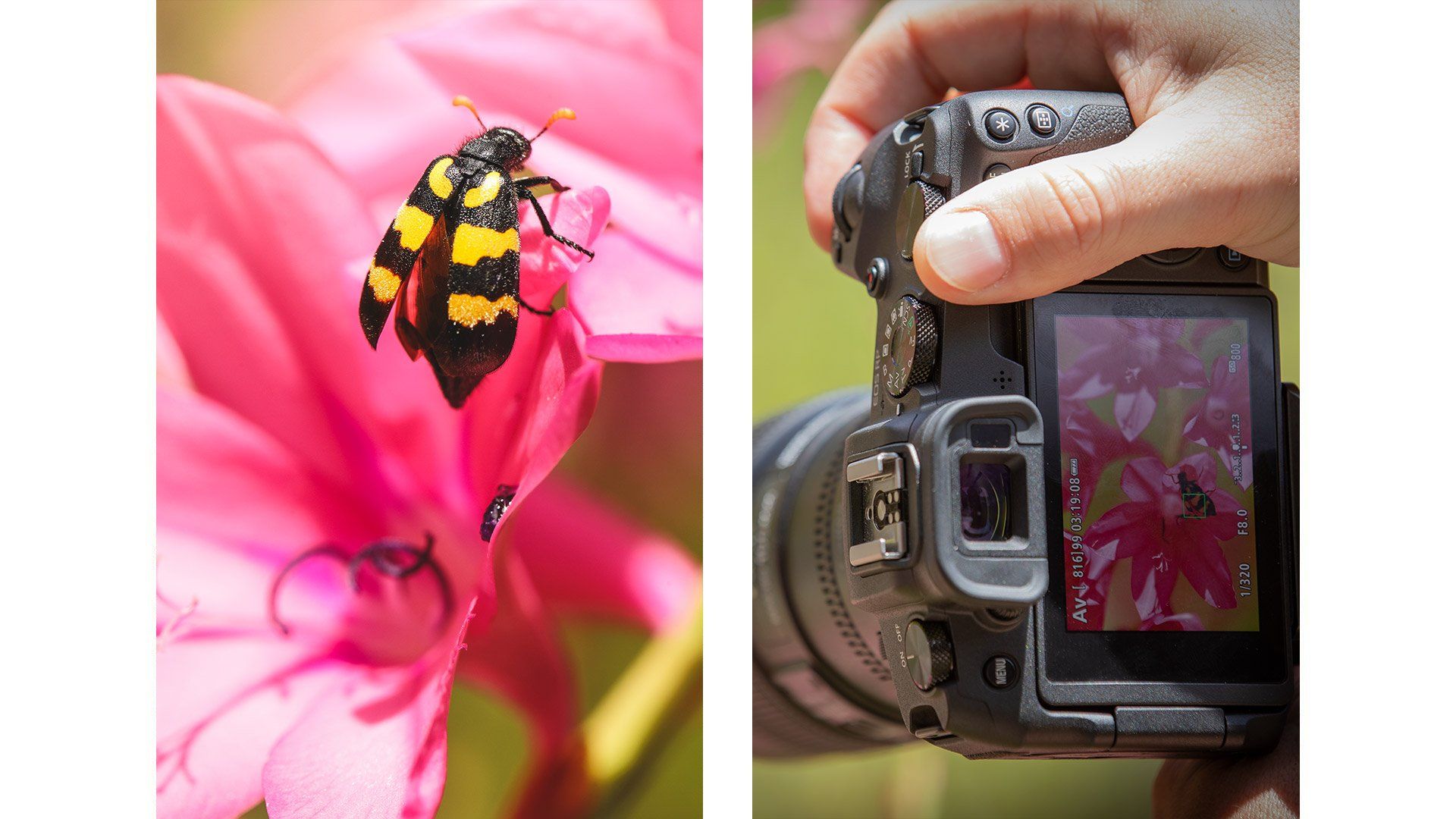 Canon EOS RP capturing a bee