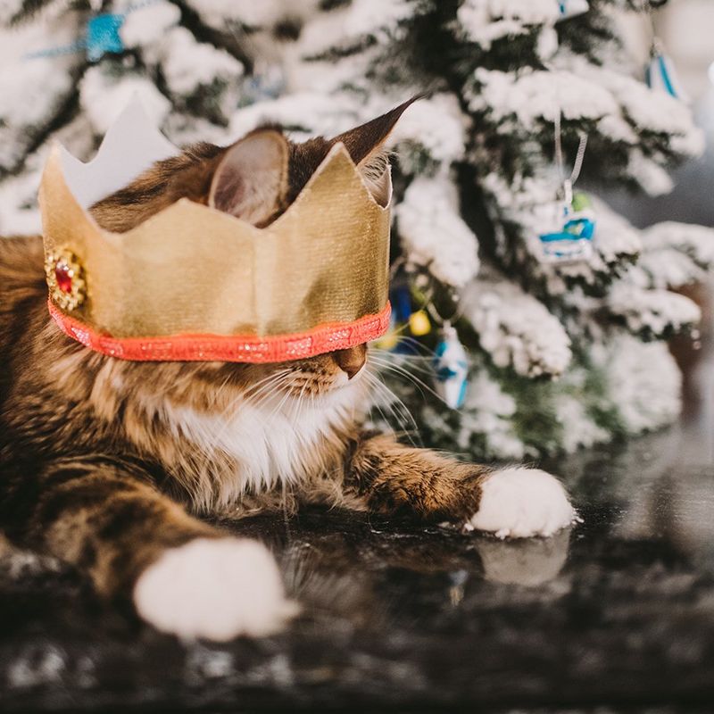 Cat next to christmas tree wearing a paper crown