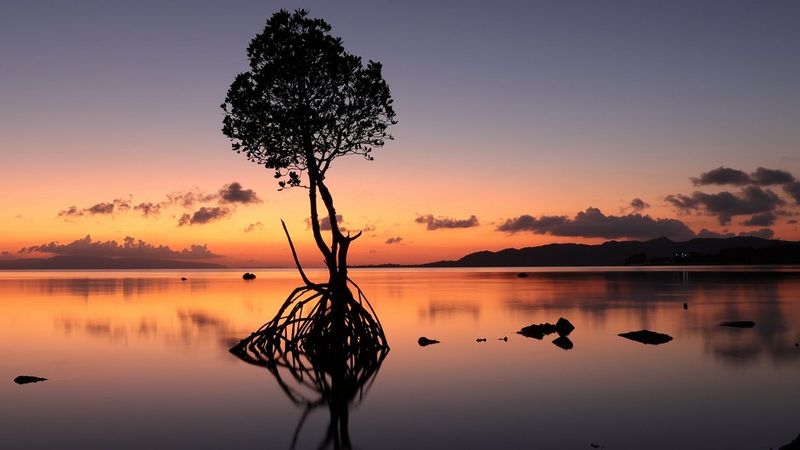 A lone tree in still waters silhouetted against a night sky streaked with orange and casting a reflection on the water's surface. 