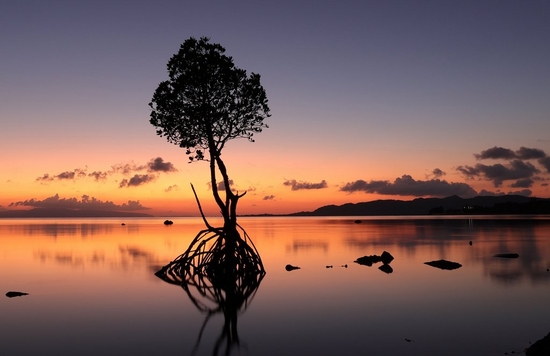 A lone tree in still waters silhouetted against a night sky streaked with orange and casting a reflection on the water's surface. 