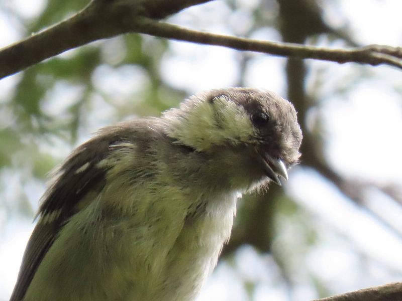 PowerShot SX70 HS