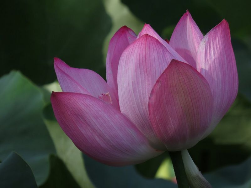 PowerShot SX70 HS