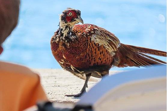 close up of bird captured on canon camera