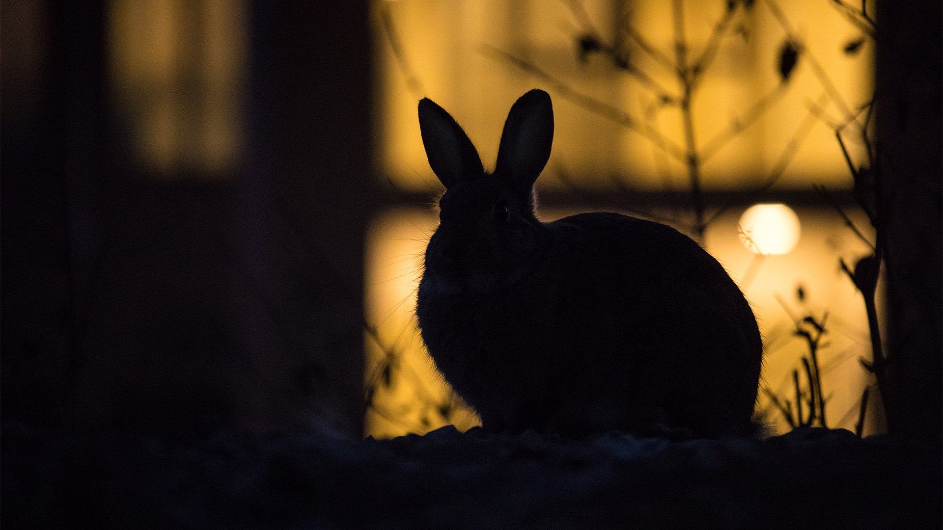 A silhouette of a rabbit against an urban backdrop. 