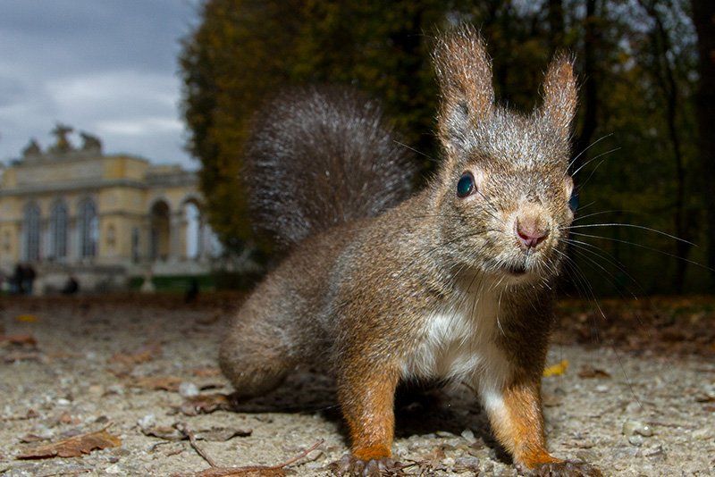 A close up shot of a red squirrel on the driveway to a stately manor in Vienna. 