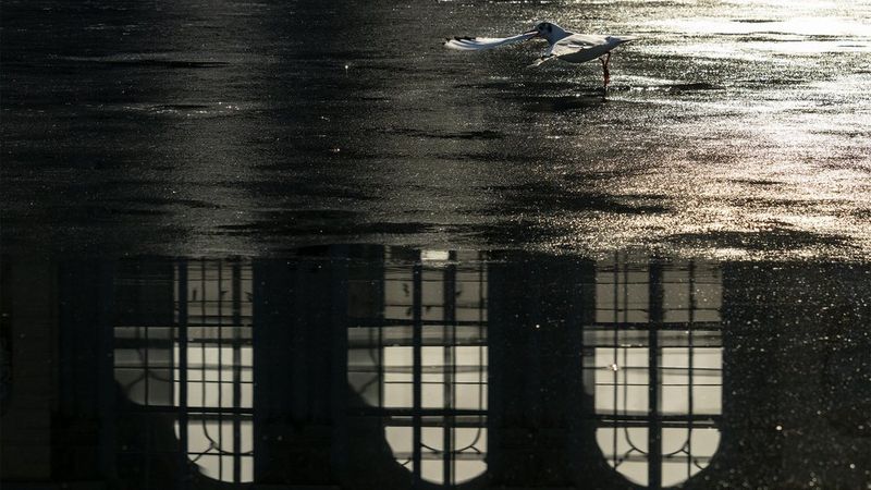 A seagull flaps its wings above a reflection of grand windows. 